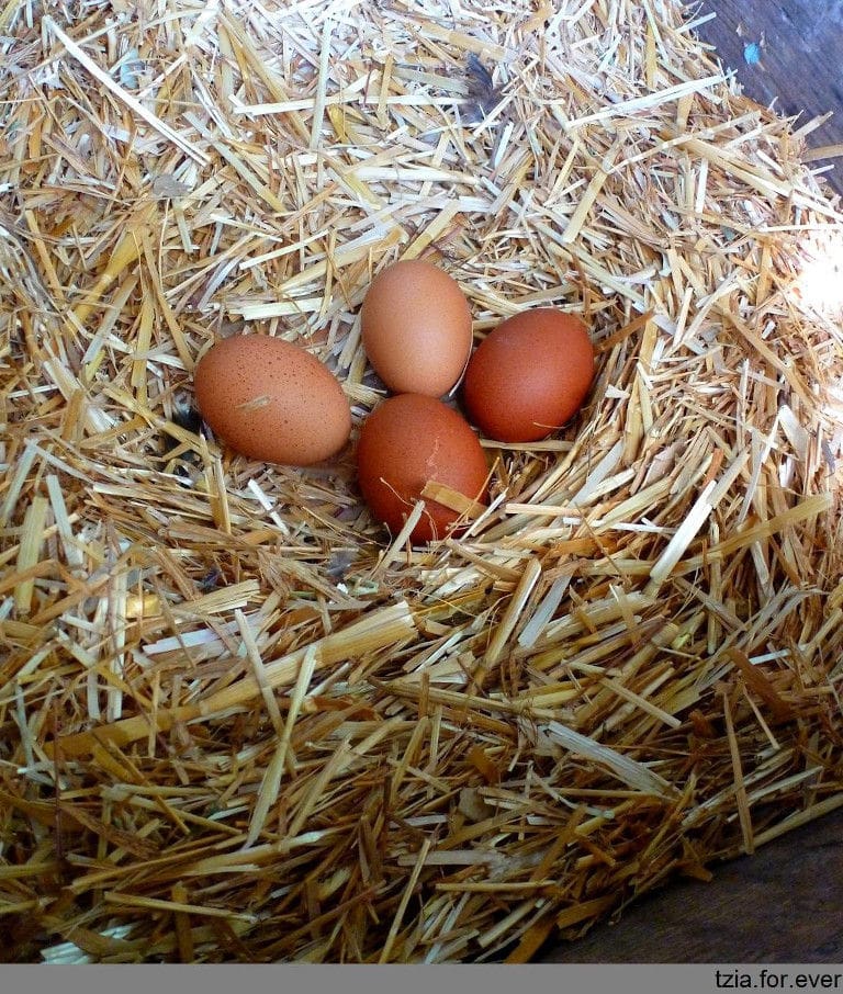 eggs on dry hay at 'La Maison Vert Amande'