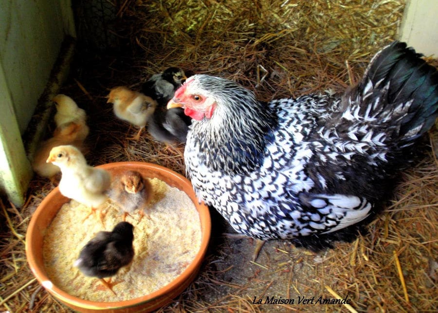 hen with her babies on dry hay and three of them in the food bowl at 'La Maison Vert Amande'