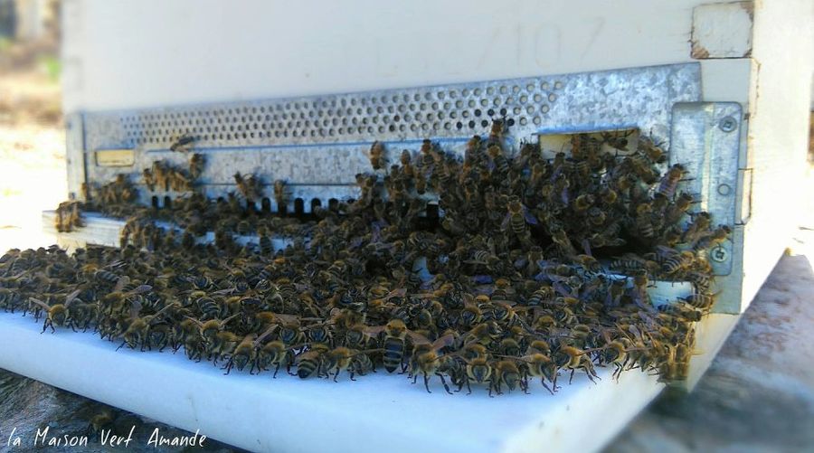 close-up of bees on honeycomb panel at 'La Maison Vert Amande'