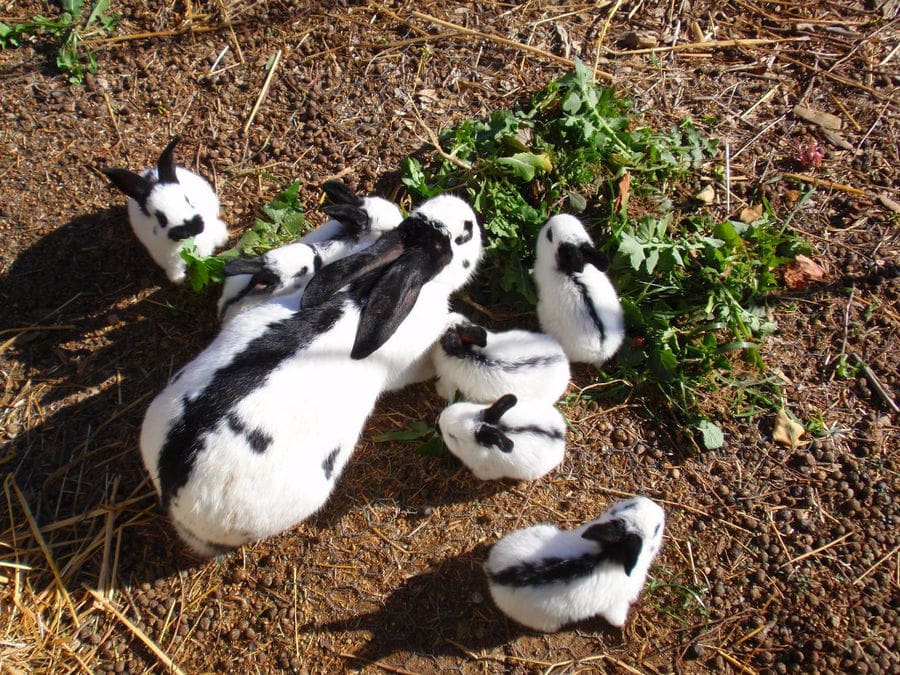 rabbit with her babies eating cutted green grass on the ground at 'La Maison Vert Amande'