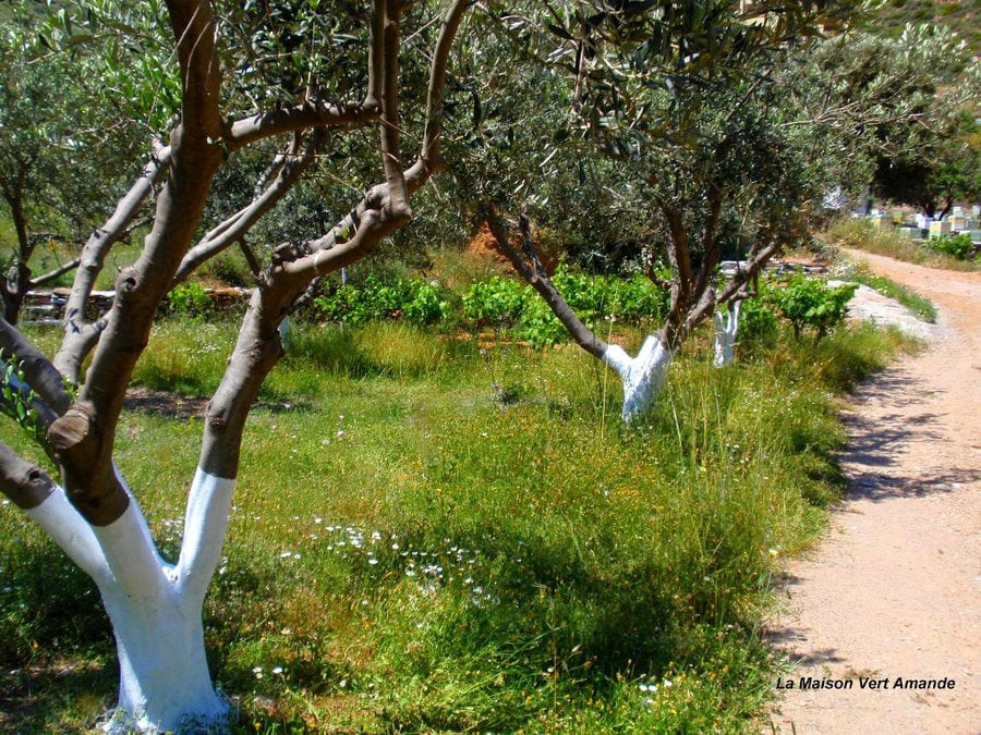 dirt road with olive trees on the one side and high green grass at 'La Maison Vert Amande'