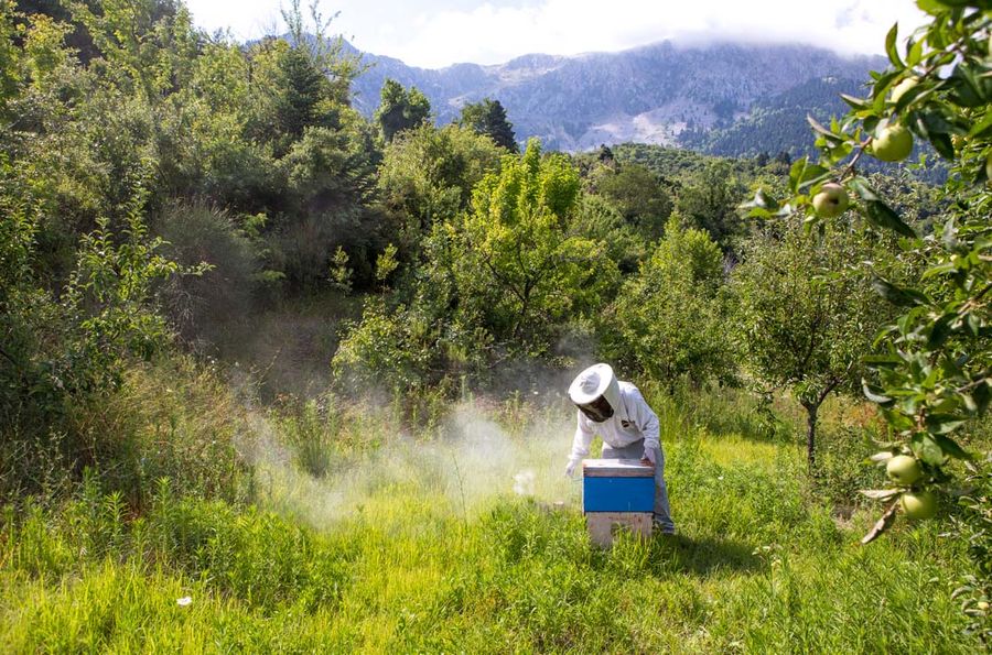 A beekeeper tending to the hives, using a smoker. Skillfully balancing smoke and care, ensuring the well-being of the bees and their precious honey.