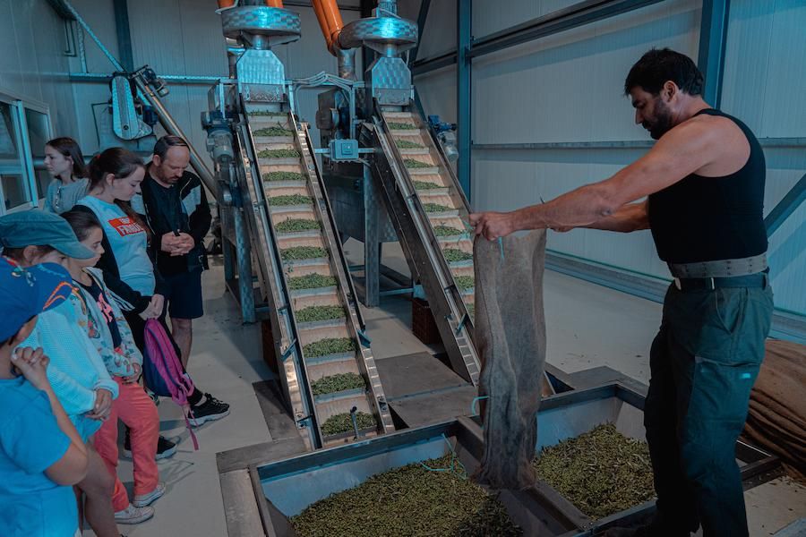 man worker opens raffia bags to flow olives in machine at Politakis Olive Oil Mill premises and tourists watching the process