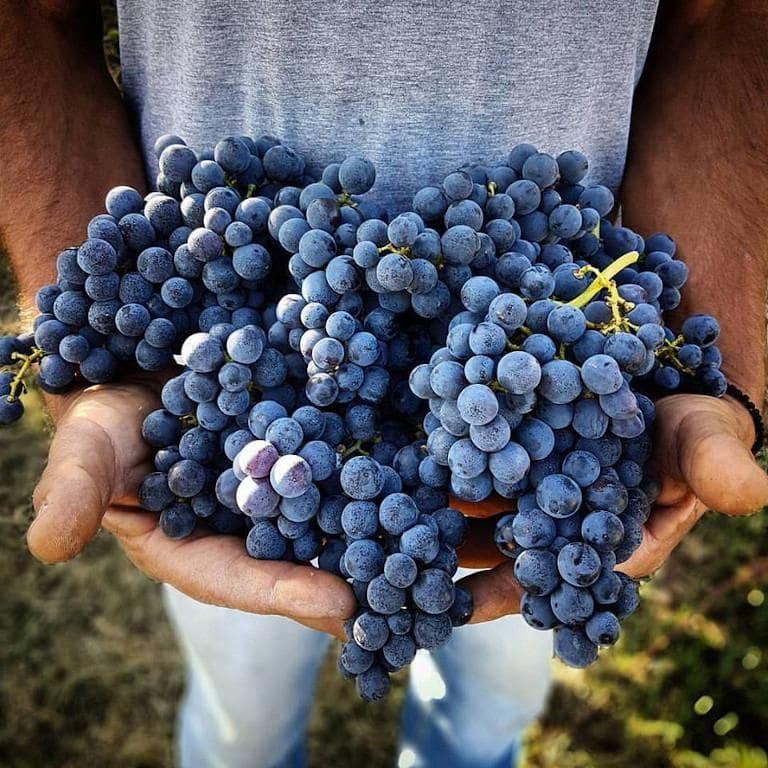 man holding bunches of black grapes from Ktima Kir Yianni vineyards and it showing on the camera