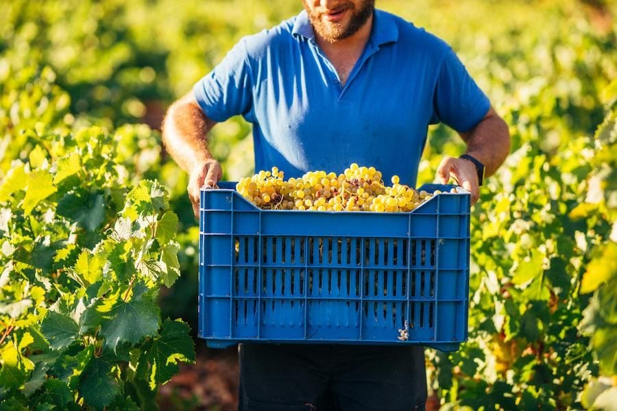 close-up of a man holding crate with white branches at harvesting grapes at Goumas Estate Art Wine