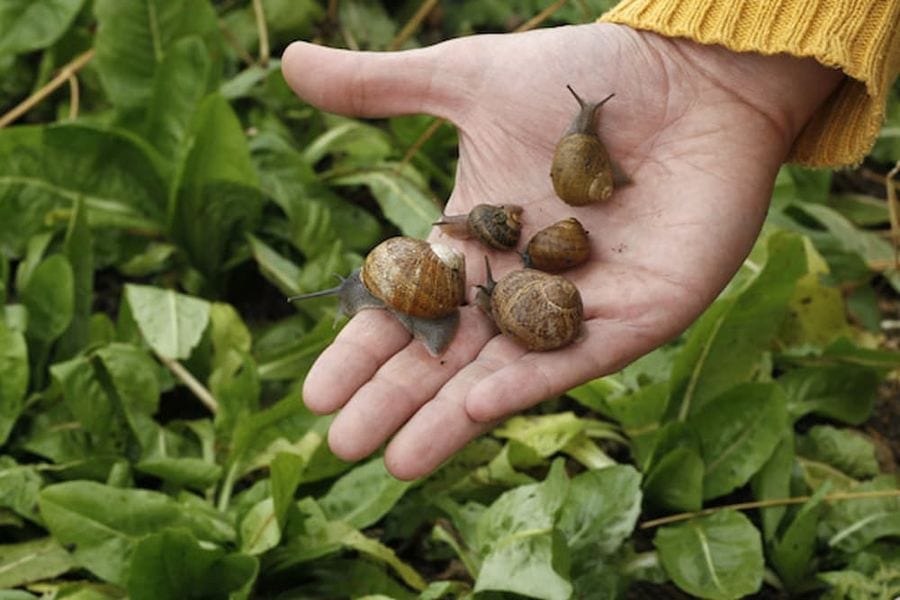 man holding land snails and showing to the camera at Feréikos farm