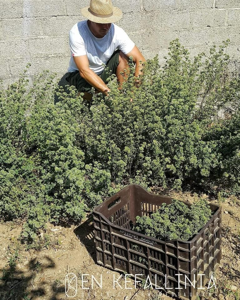 man with sun hat picking oregano plant in the crate at En Kefallinia Organic Farm Restaurant