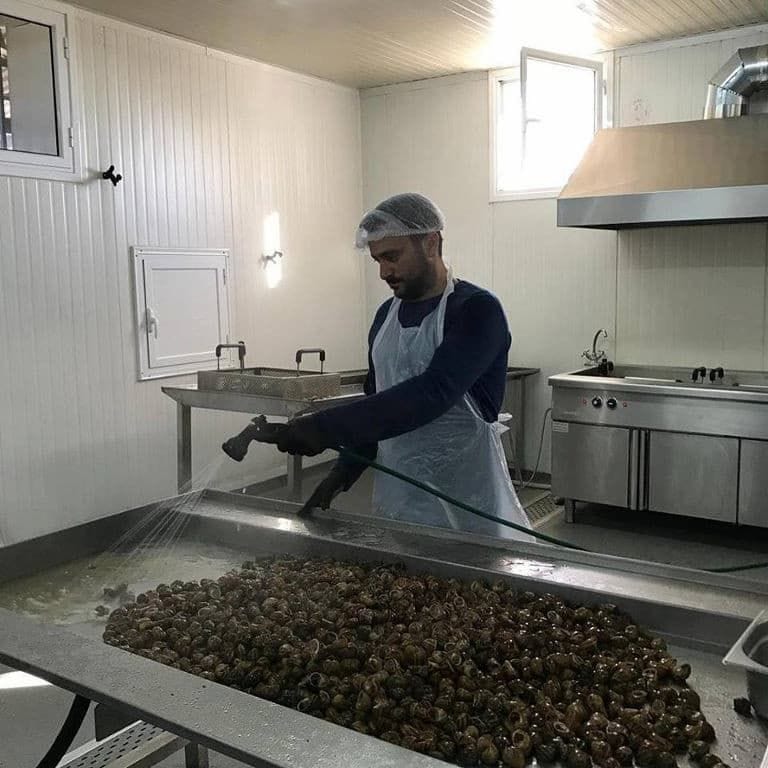 man using wash water pump to wash the land snails on aluminum table at Feréikos plant