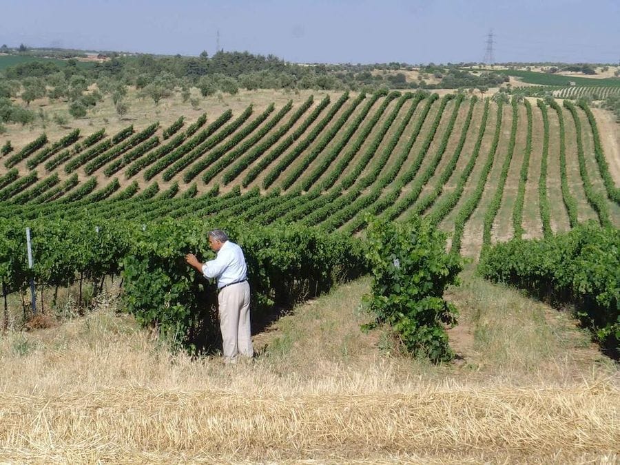 a old man at Tzivani Bio Wines vineyards