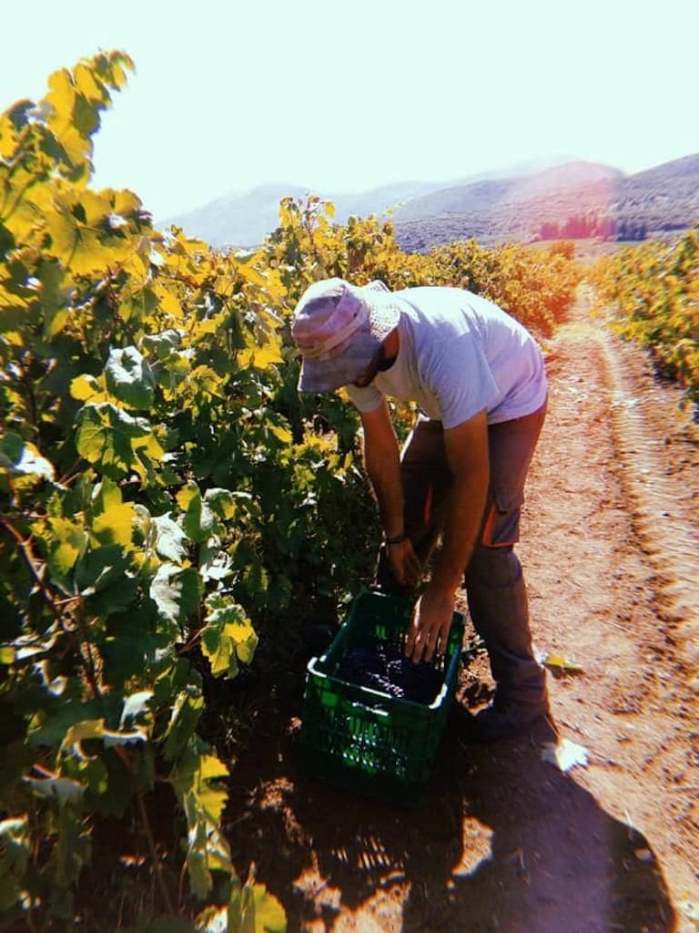 man with hat picking grapes in Semeli Estate vineyards