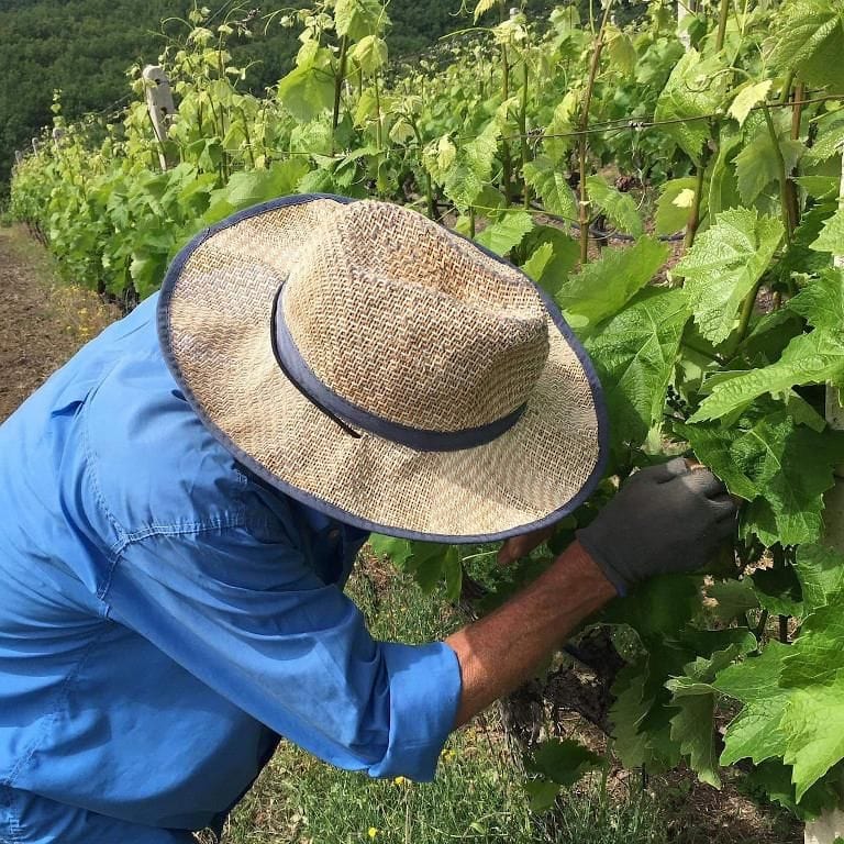 man picking grapes with a scissors and putting them in the create at Ktima Kir Yianni vineyards