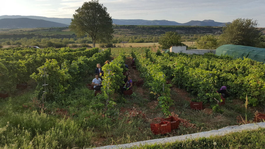 women sitting on crates and picking grapes in the 'Manolesakis Estate' vineyard