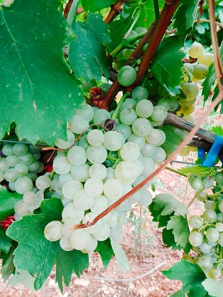 'Manolesakis Estate' vineyards with bunches of white grapes