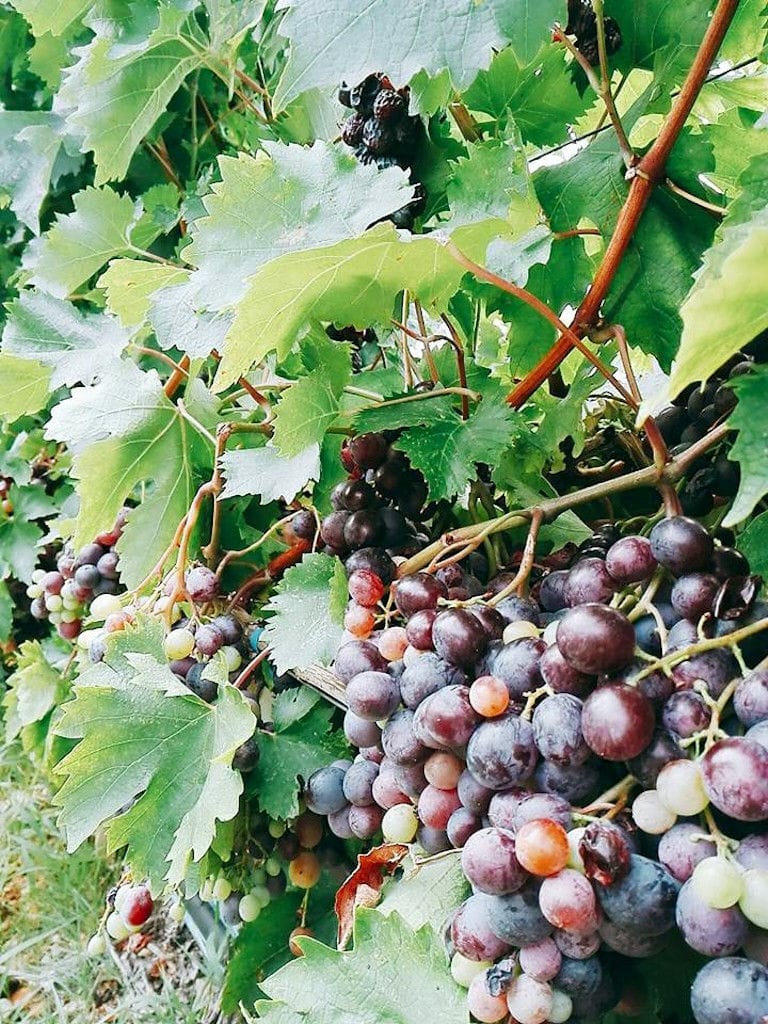 'Manolesakis Estate' vineyards with bunches of red grapes