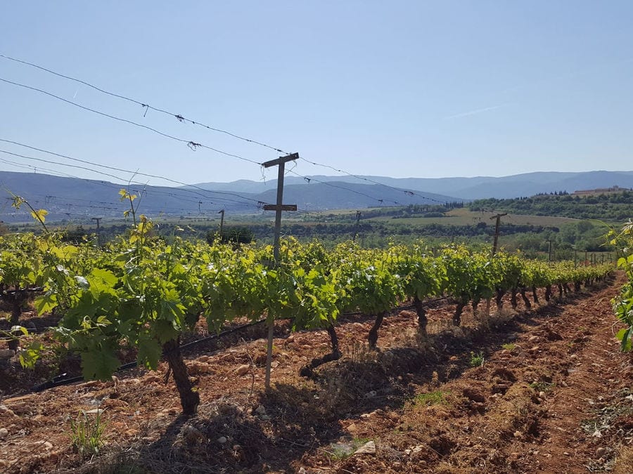 'Manolesakis Estate' vineyards