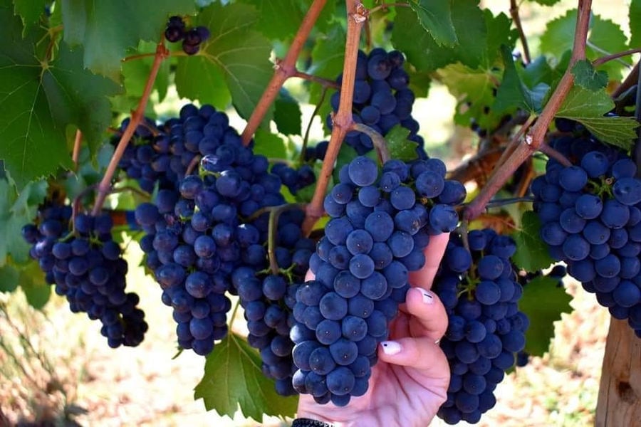 'Manolesakis Estate' vineyards with bunches of black grapes