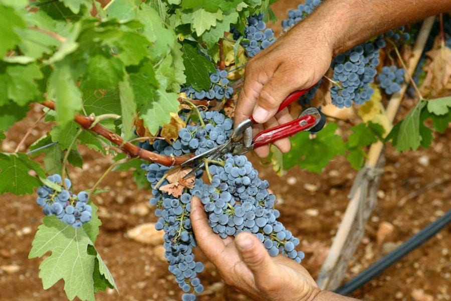 man picking black grapes in the 'Manolesakis Estate' vineyard