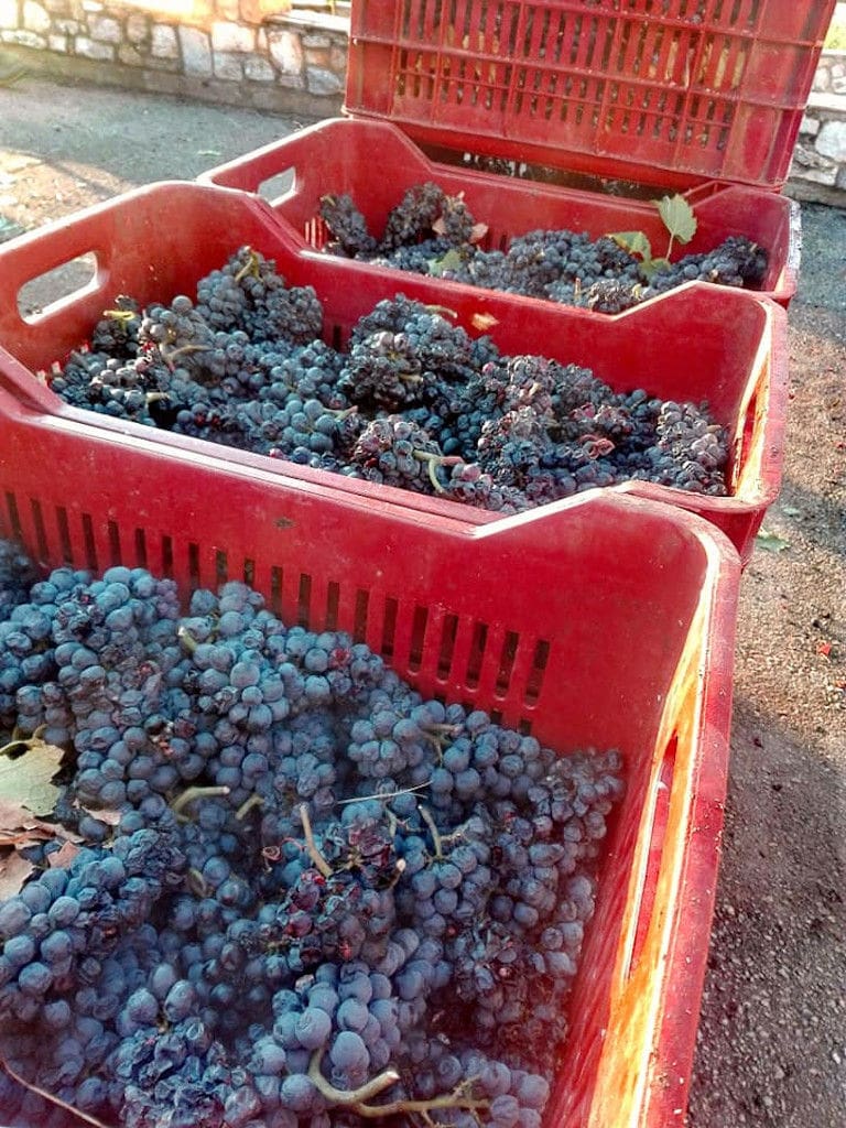 red plastic crates with bunches of black grapes at 'Manolesakis Estate' facilities