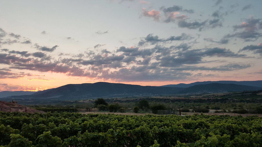view of 'Manolesakis Estate' vineyards in the background of sunset