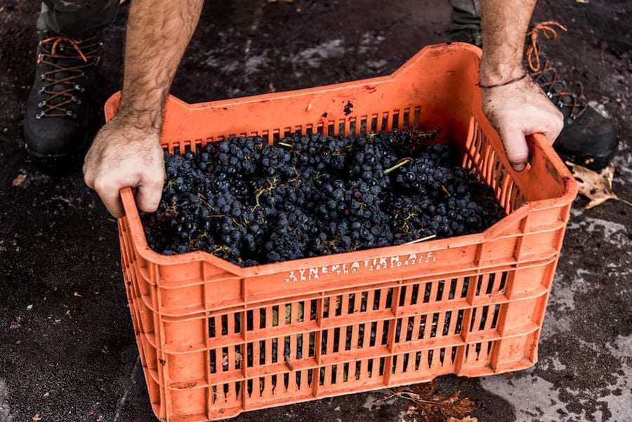 man holding a crate with bunches of black grapes at Manousakis Winery