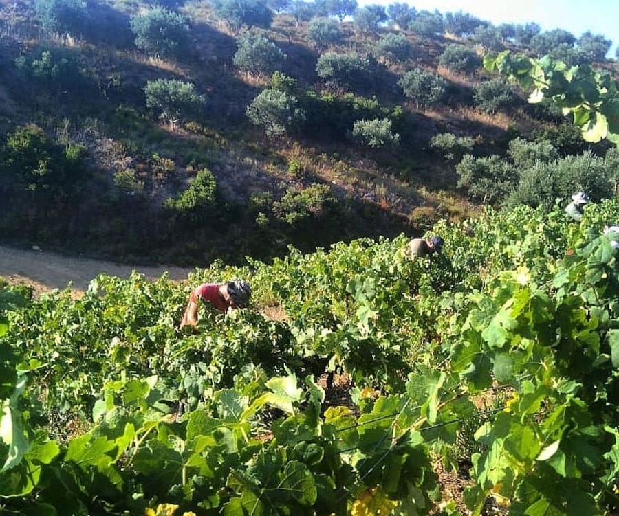 men picking grapes in Manousakis Winery vineyard with mountains in the background