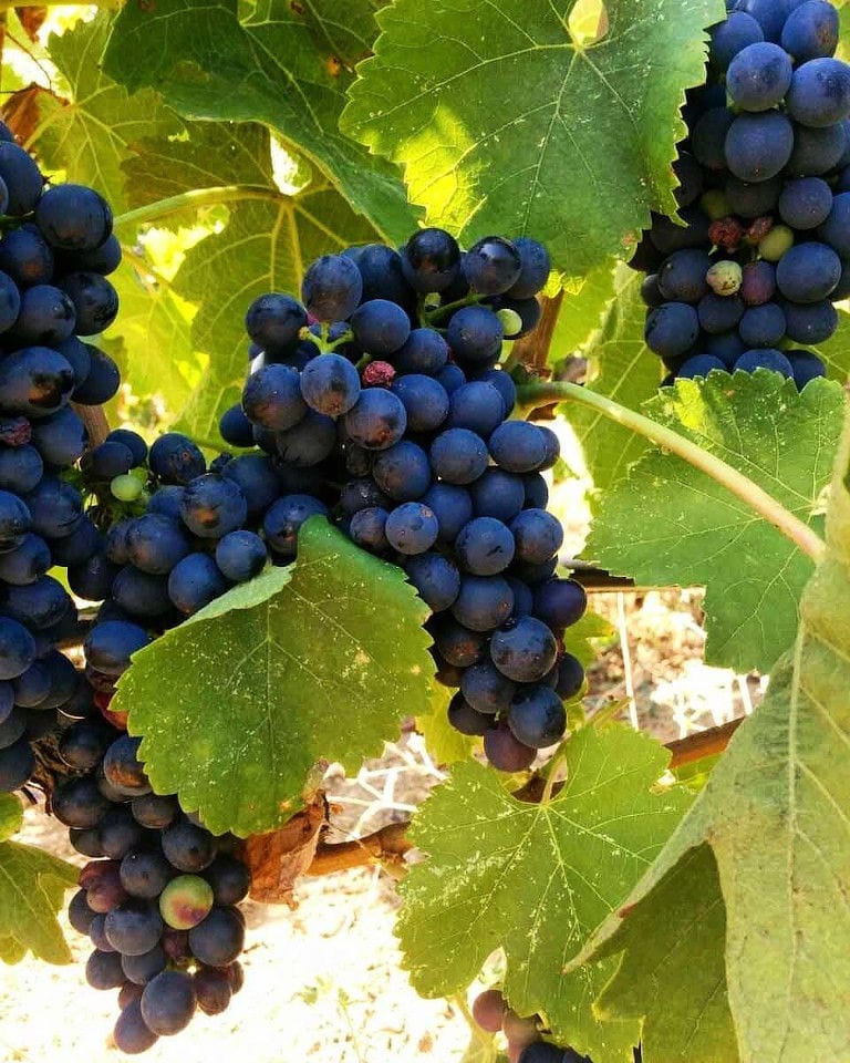 bunches of black grapes on the brunch at Manousakis Winery vineyards
