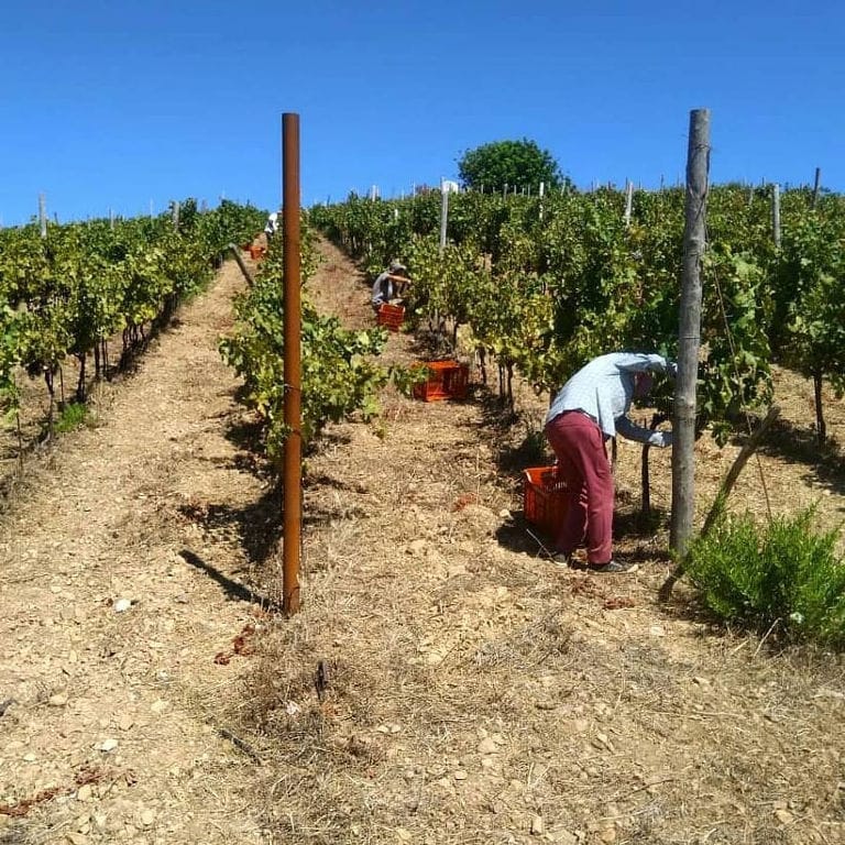 men picking grapes in Manousakis Winery vineyard