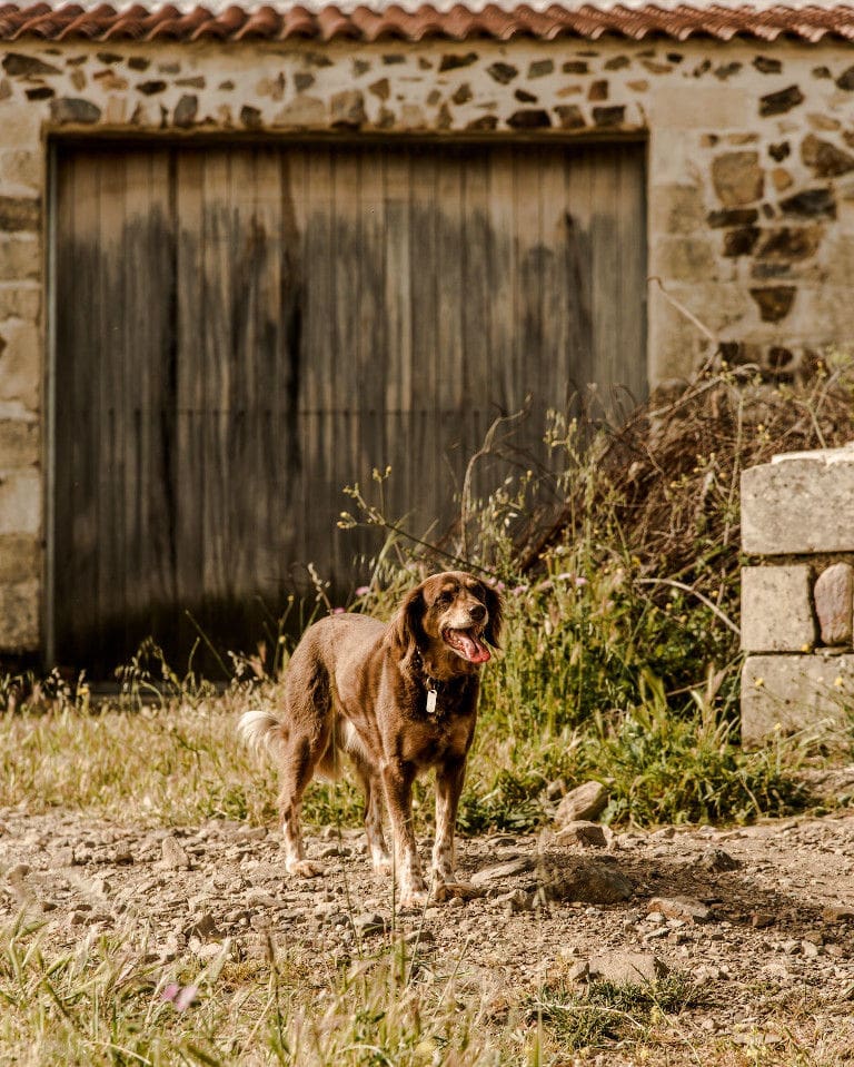 brown dog looking at the camera with stone building with wood entrance in the background at Manousakis Winery