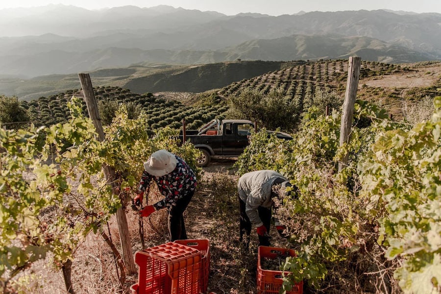 men picking grapes in Manousakis Winery vineyard with mountains in the background