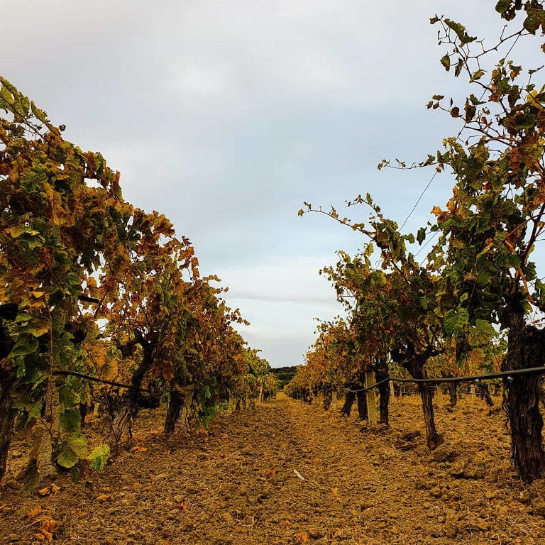 rows of vines with dry leaves at 'Marianna' vineyards in the autumn