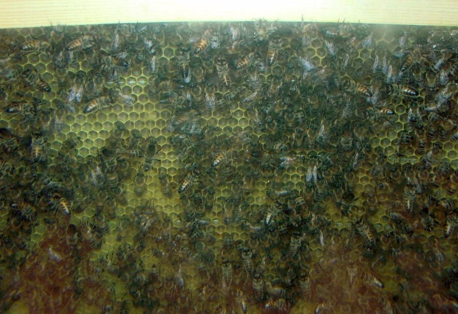 close-up of bees inside of hive at 'Melissokomiki Dodekanisou Bee Museum'