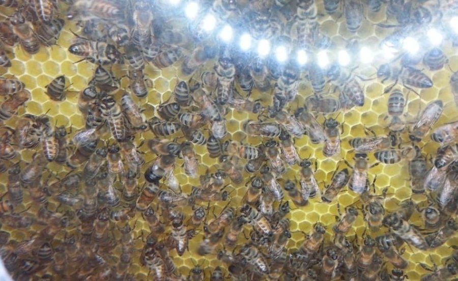 close-up of bees inside of hive at 'Melissokomiki Dodekanisou Bee Museum'