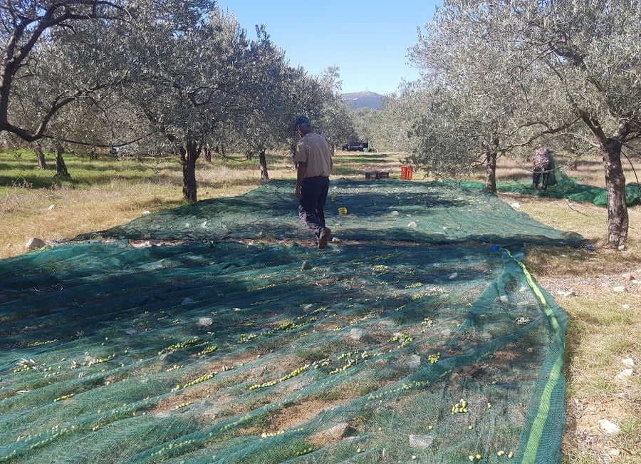 olive harvest at Melas Epidauros with green raffia laying on the ground