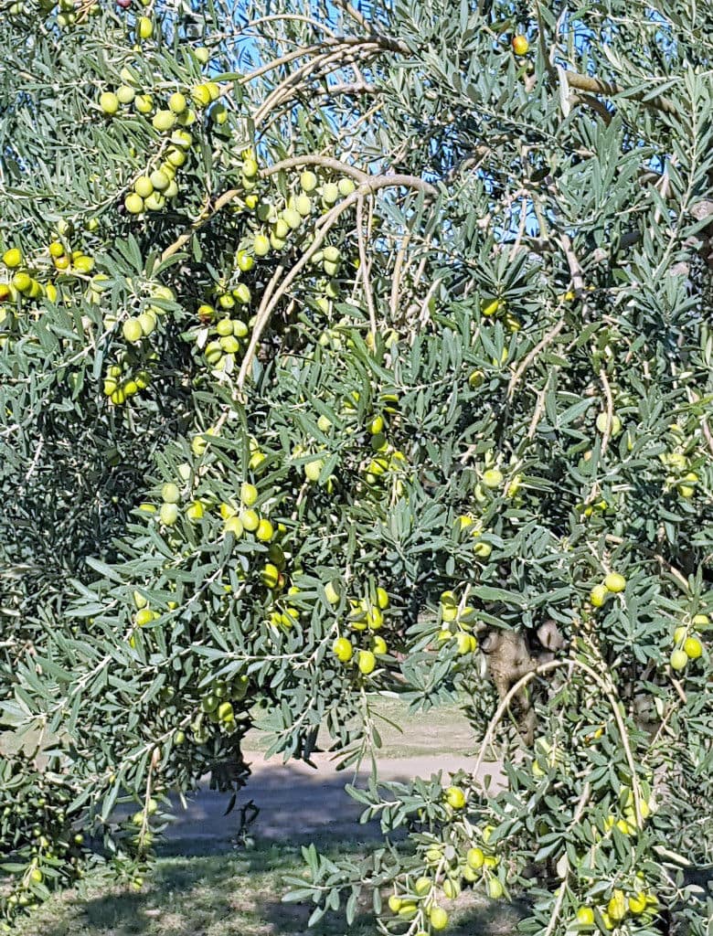 close-up of brunches of olive tree with olives at Melas Epidauros