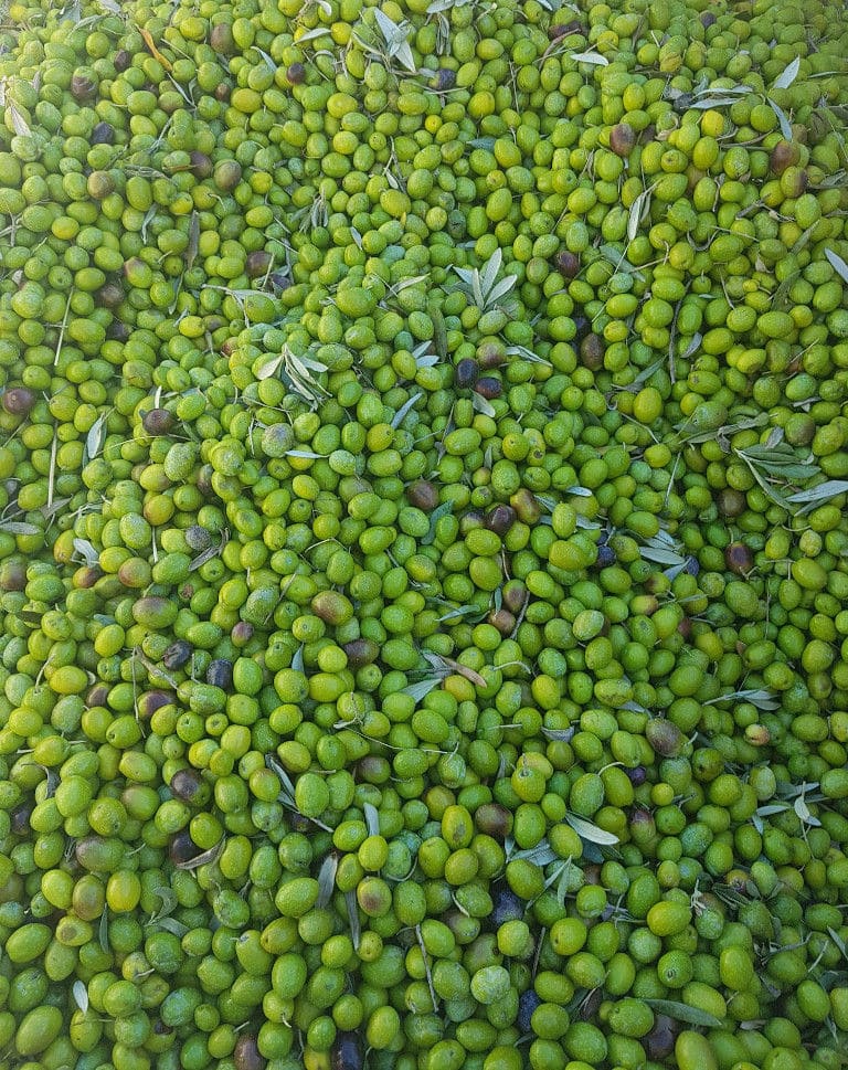 close-up of green olives with their leaves at Melas Epidauros plant