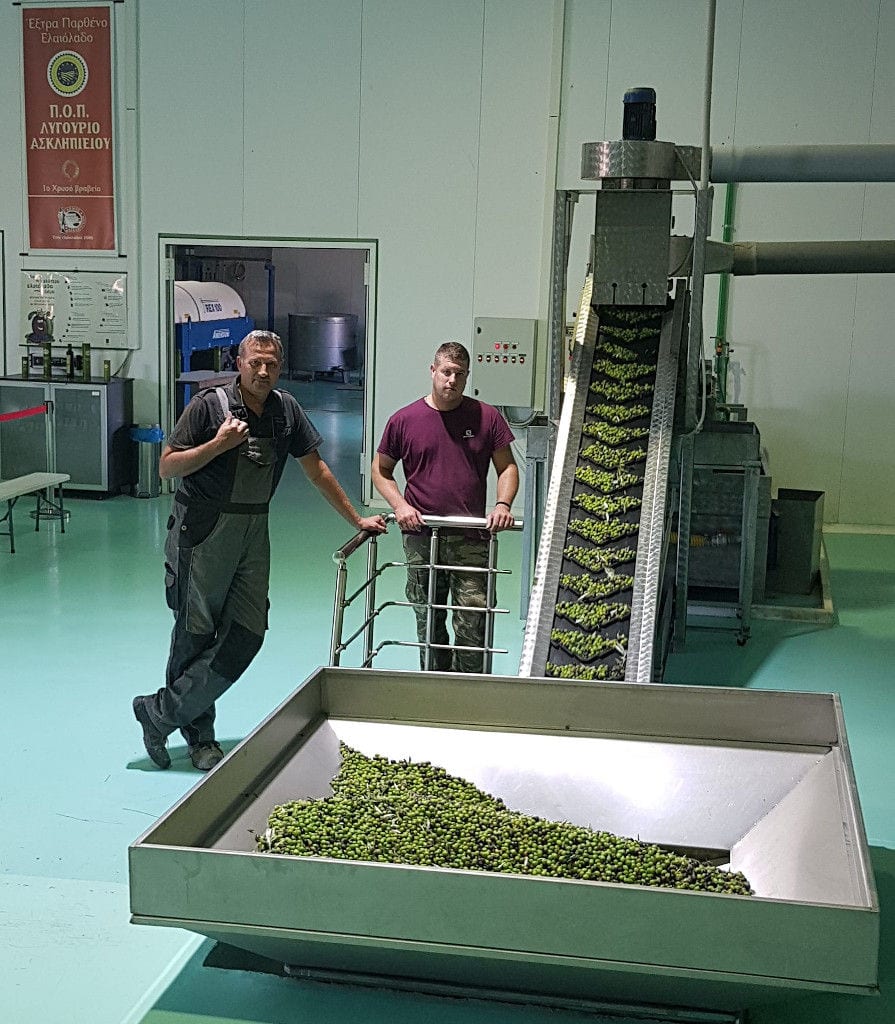 two men are by the conveyor belt with green olives working at Melas Epidauros olive oil plant and watching at the camera