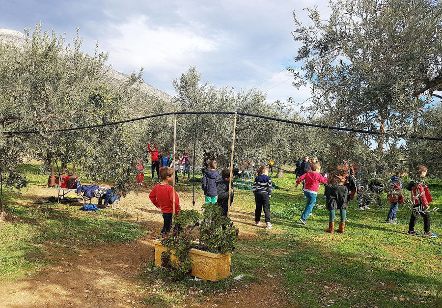 a group of children playing outside at Melas Epidauros surrounded by olive trees