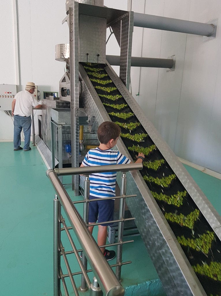 a young boy taking olives from the conveyor belt working at Melas Epidauros olive oil plant