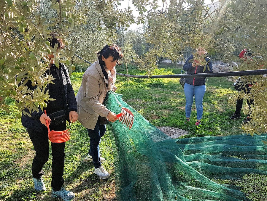 olive harvest at Melas Epidauros and a woman using olive picking fork to clean raffia