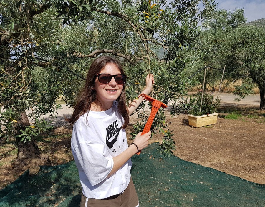 girl holdind a olive picking fork and smiling at the camera at Melas Epidauros with olive trees in the background