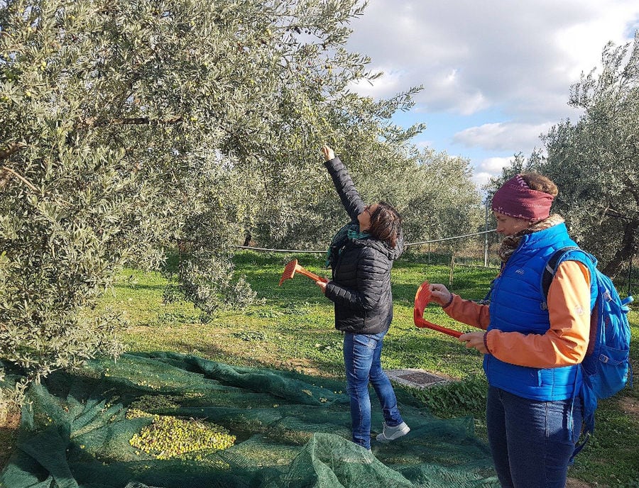 olive harvest at Melas Epidauros and a woman picking olives from the tree with a fork