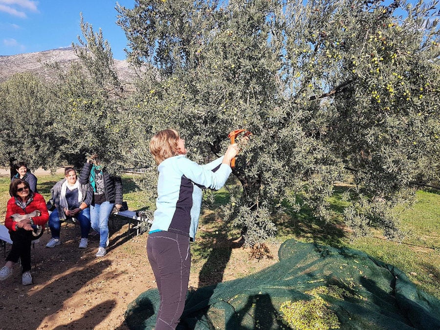 olive harvest at Melas Epidauros and a woman picking olives from the tree with a fork