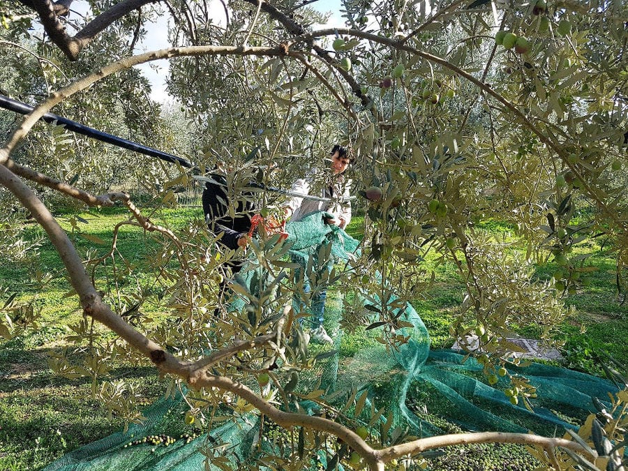 olive harvest at Melas Epidauros and tourist picking olives from raffia