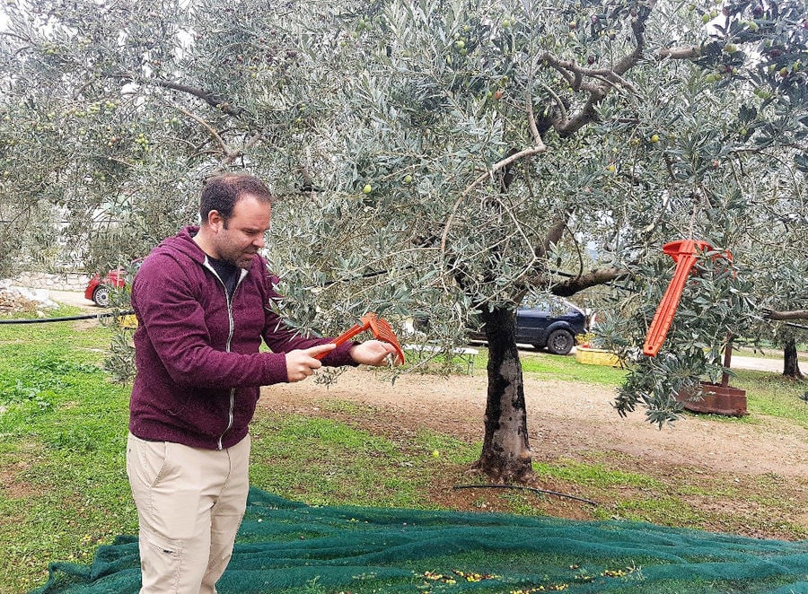 olive harvest at Melas Epidauros and tourist picking olives with fork