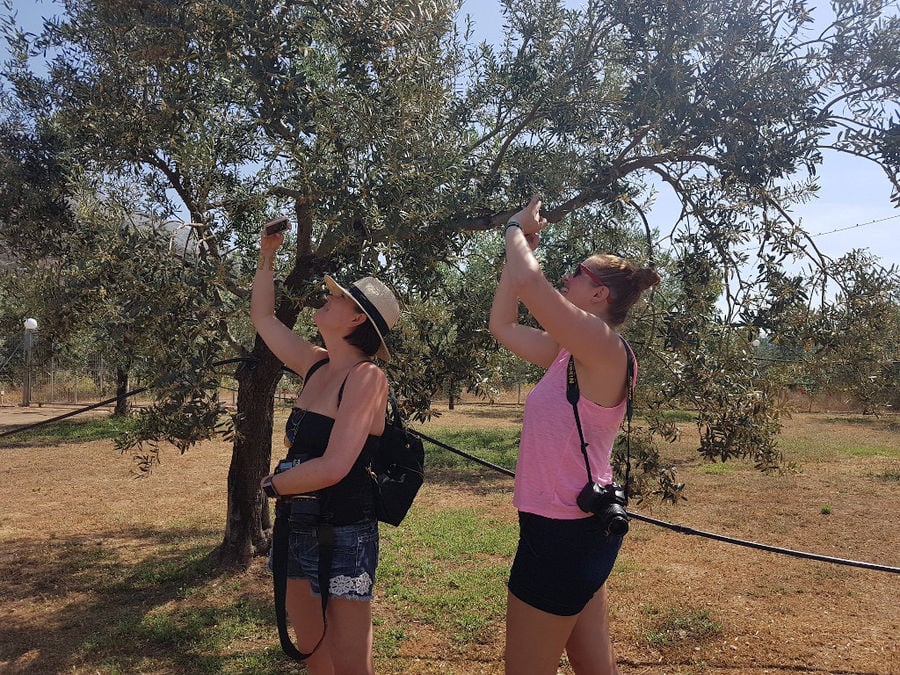 two women taking photos with camera of olive trees at Melas Epidauros