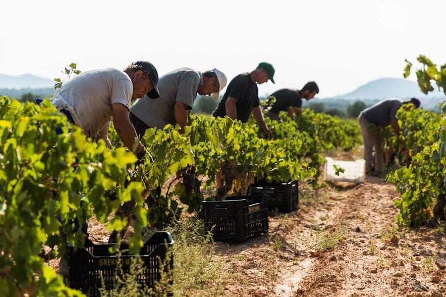 men picking grapes in Domaine Papagiannakos vineyard