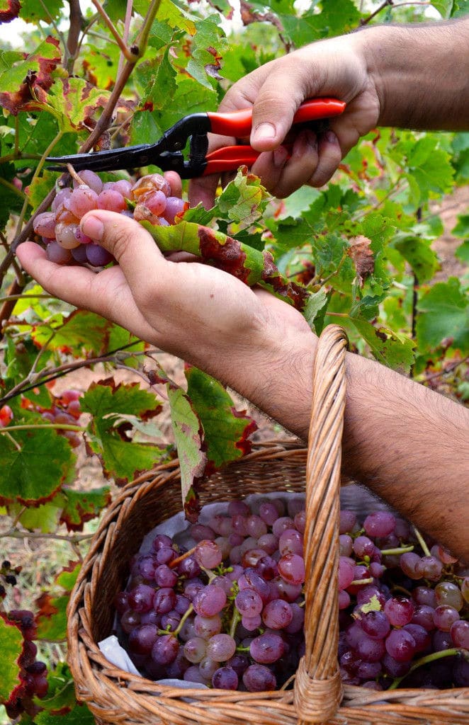 woman cutting a brunche of grapes with a scissors from 'Mercouri Estate' vineyards