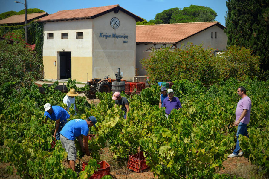 men picking grapes in 'Mercouri Estate' vineyard