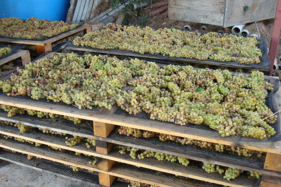 bunches of grapes drying on wood panels on top of each other at 'Mercouri Estate' winery