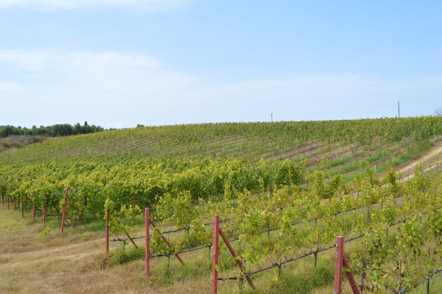 rows of vines at 'Mercouri Estate' vineyards in the background of blue sky